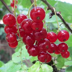 Currant, Red